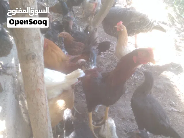 دجاج للبيع بسعر حرق لعدم التفرغ