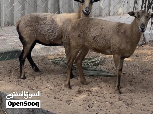 اناث وعول كاميرون عمر صغير وجاهزات للانتاج بس حط وياهن فحل وخذ انتاج