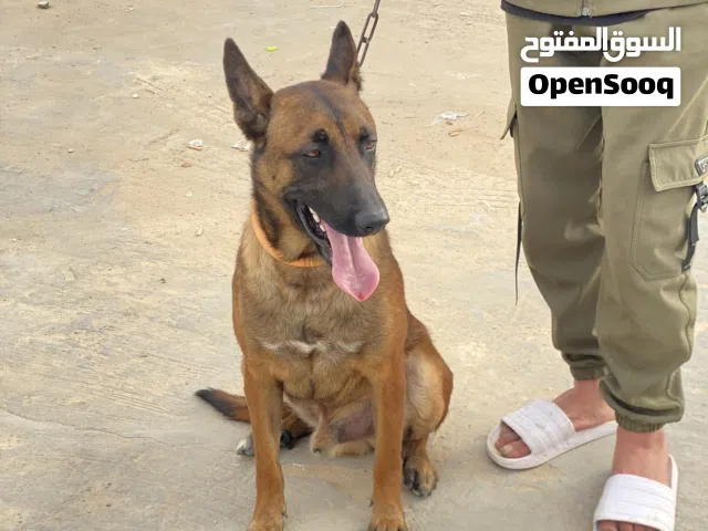 كلب مالينوا