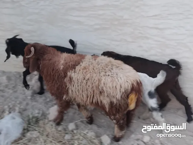 خروف بلدي للبيع بسعر مغري