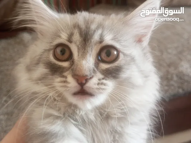 قطه انثى للبيع شهربن ونص للبيع مستعجل