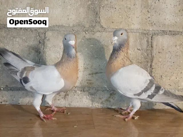 جوز وطيره وفحل نخب وشوادر لخشش الحمام اقرا الوصف بسعر حرق