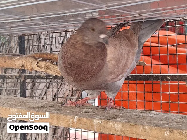 حمام مدينه
