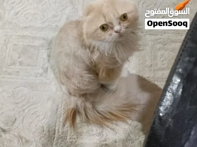 للبيع قط سكوتش فولد ذكر