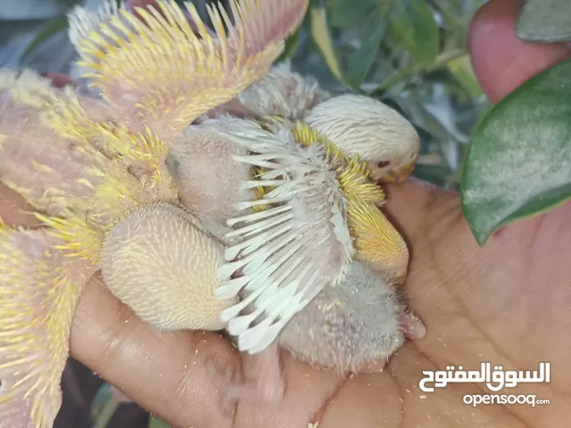افراخ روز ابلاين اورنج والبينو