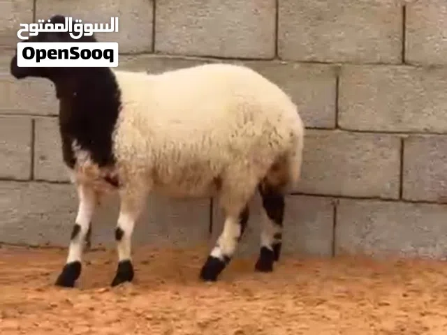 فطيمة للبيع