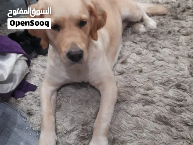 للبيع كلب كوكر