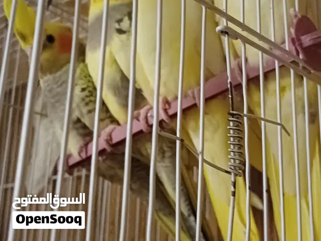كوكتيل الوان ربى يبارك