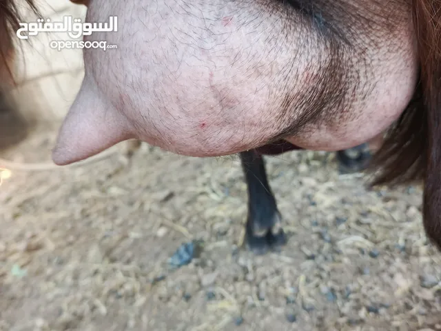 تبارك الله موجود عنزين كفاله حليب السن ريشه الحبه وجمع نظيف موجود شعاري اثنتين لحم ومقنوي يقطع من 17