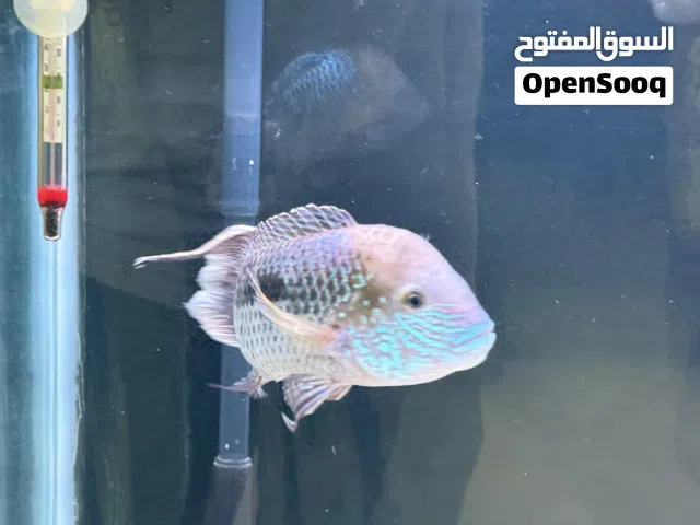 للبيع سمكتين جرين تيرور و سلفر دولار