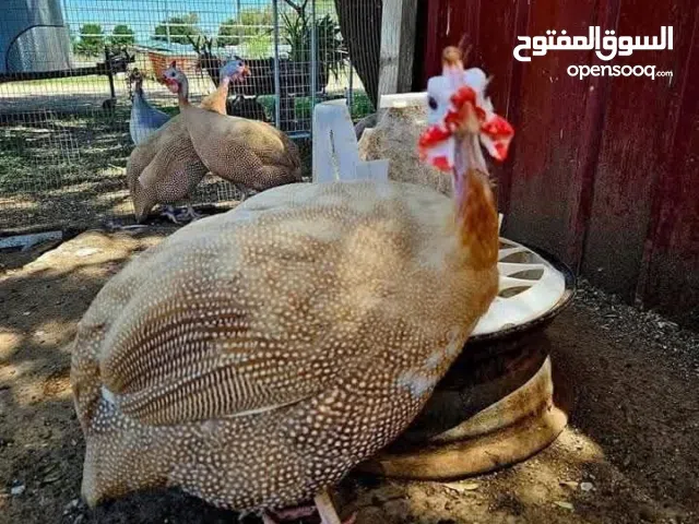 ابحث عن هذا نوع للبيع ونفس اللون في تونس