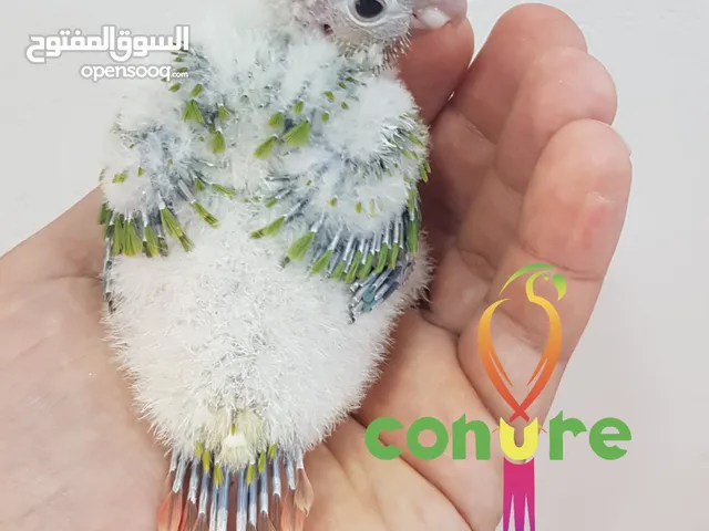 فرخ كنيور من انتاجي الخاص ويقبل الغر