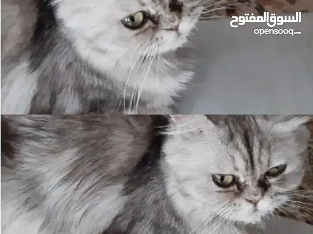 قط ذكر شيرازي للتبني لدواعي السفر مطعم