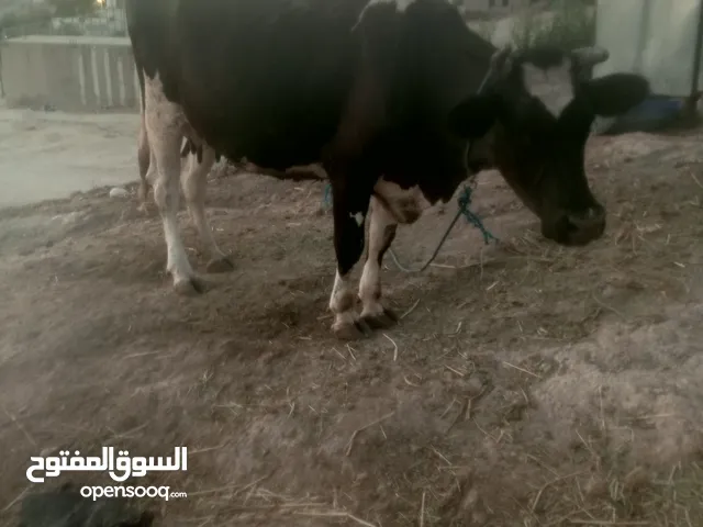 ثلاث بكاكير للبيع بكيره عشار 5 شهور مسكره بكيره بطن ثاني عشار 8 شهور بكيره بطن ثاني عشار 3 شهور