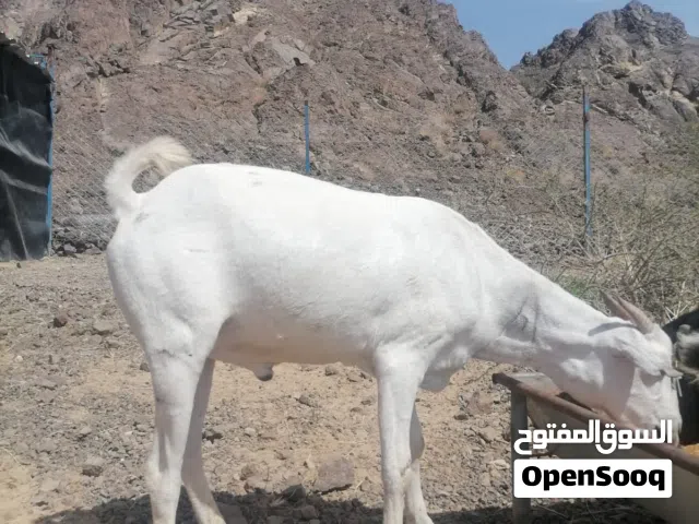 جدايه صوماليات للبيع
