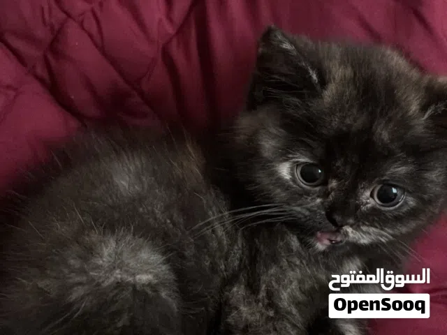 قطوه عمرها 3 شهور مطعمه كل تطعميتها