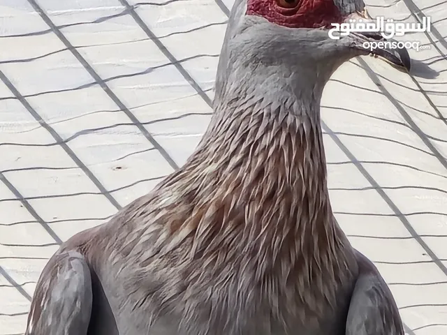 للبيع ذكر يمام بو جفن جاهز للإنتاج تابع الوصف