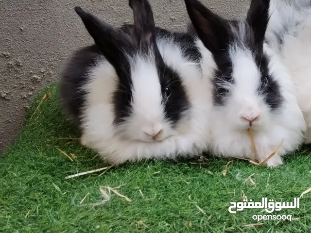 كوبيا انجورا الحجم المتوسط