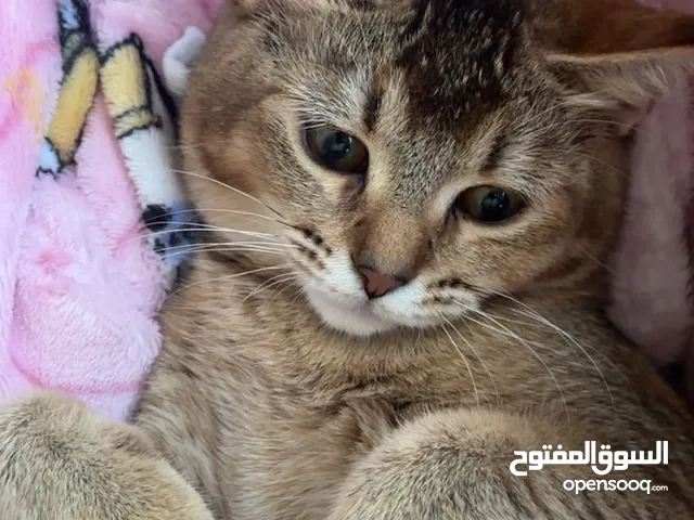 قطط معقمين ونظيفة جدا