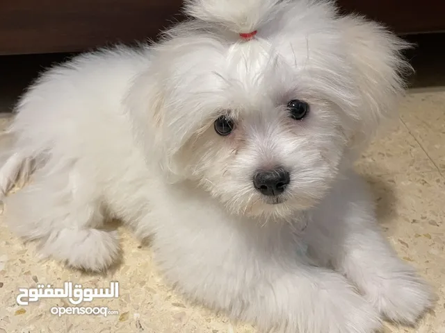 فرينش تيرير صغير وذكي للبيع - عمره 4 شهور