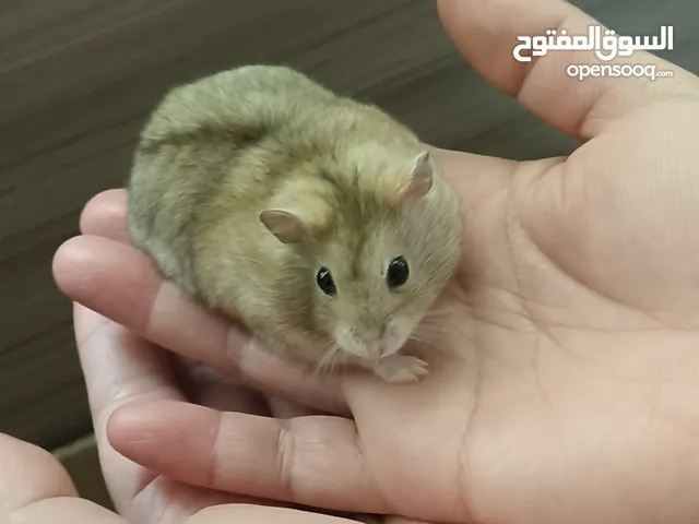 hamster for adoption