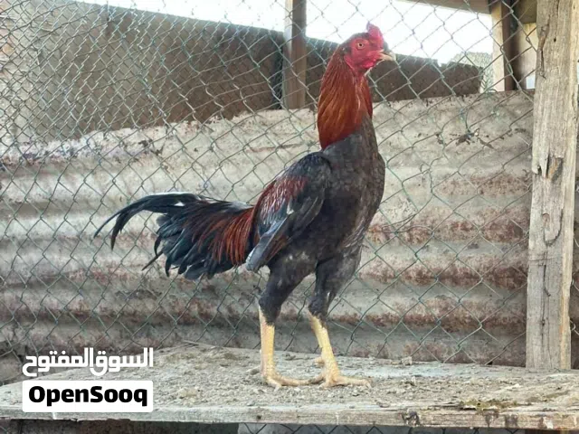 للبيع ديك سندي