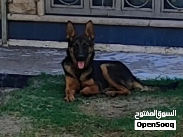 جيرمن شيبرد اصلي