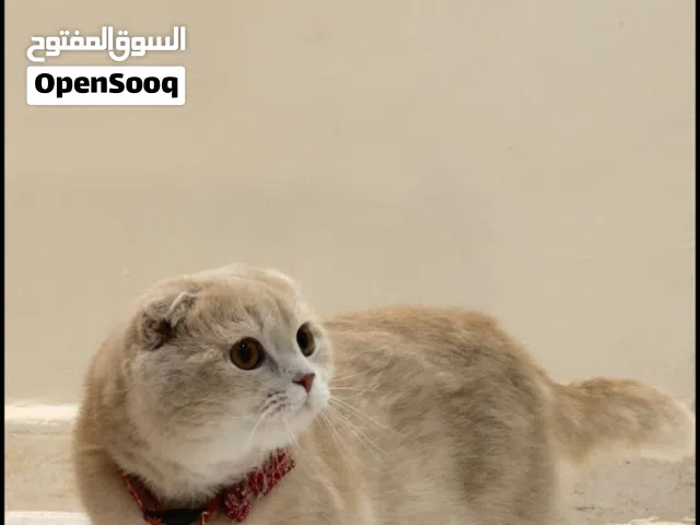 مطلوب نفس هاذي تبني او بيع نفس اللون مايهم العمر
