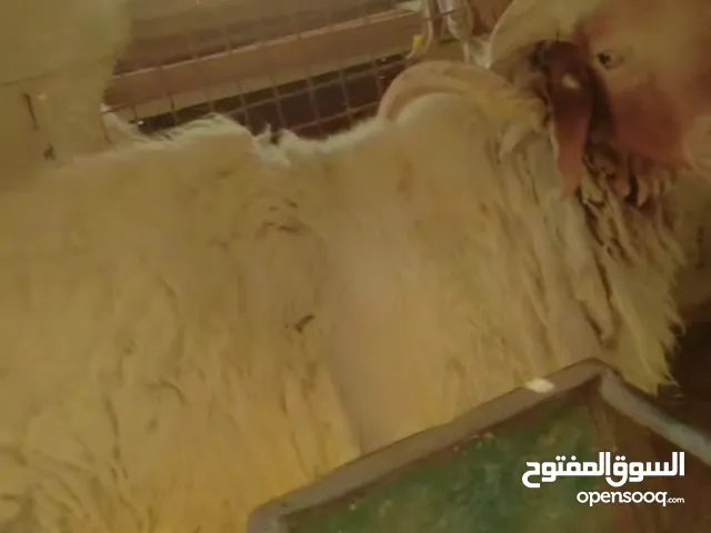 كبش للبيع سن جمع نضيف وزنو فوق 120