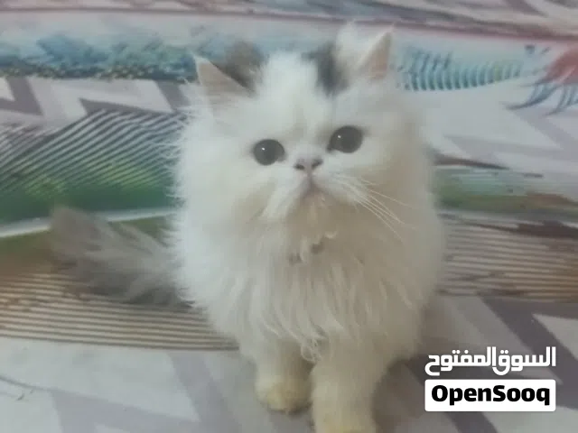 قطط بيرشن فان