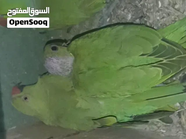 للبيع زوج بغبغاء منتجات بصحه ممتازه مع فرخهن عمر الفرخ شهرين شبه مفطوم