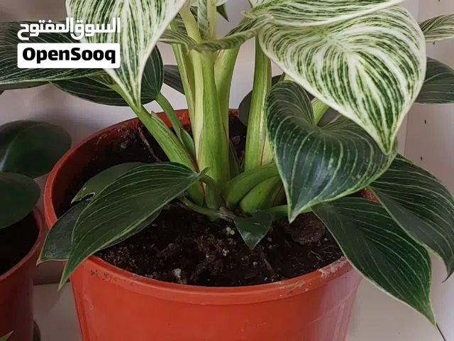 Indoor plant 5kd