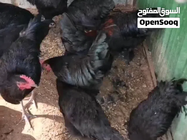 مجاميع عربي قديم وعراقي