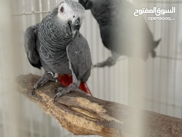 زوج كاسكو جامبو منتج