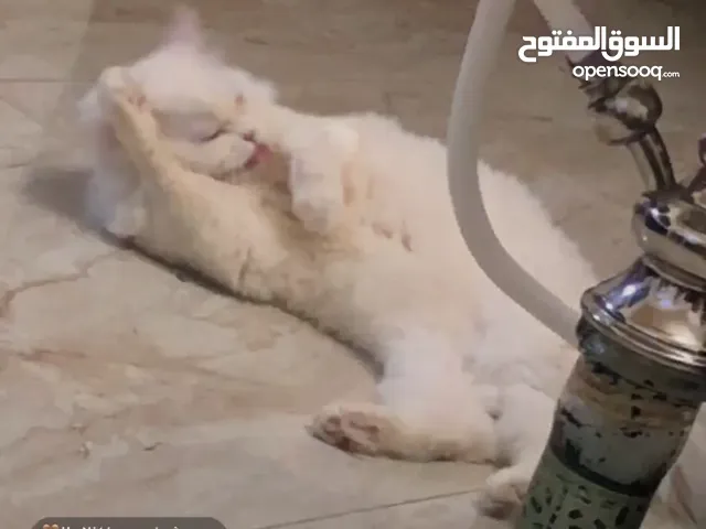 قطة مكس سكوتش فولد و همالايا ماخذة جميع المطاعيم وحبات الدودة