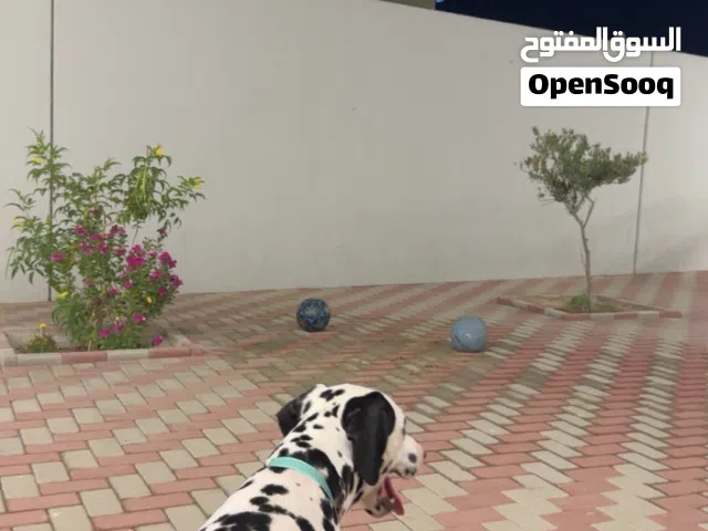 كلب  الدلميشن تواصل واتساب