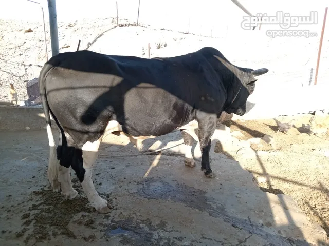 للبيع ثور محلي ظفاري العمر 4