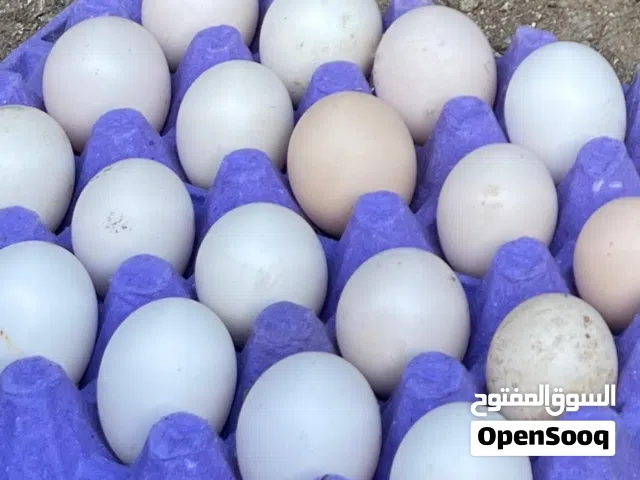 بيض هجين فرنسي مخصب