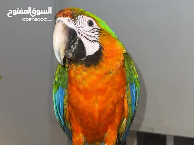 Catalina macaw
