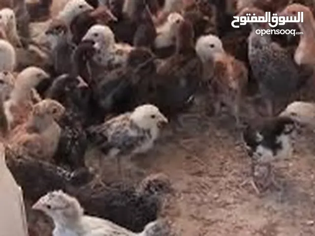 متوافر صيصان بلدي بعمر الشهر 1200حبه