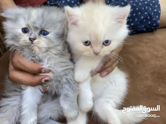 قطة سوتش العمر ثلاثة أشهر