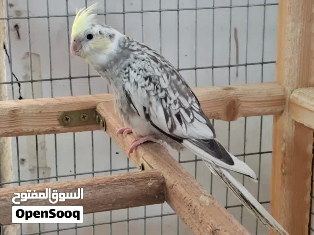 محتاج فحل كوكتيل نكليزي بس كون منتج