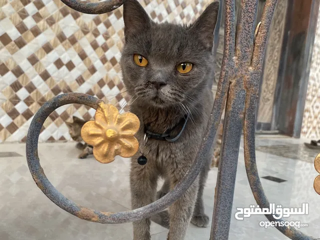 للبيع او لبدل سكوتش فولد الأمريكي