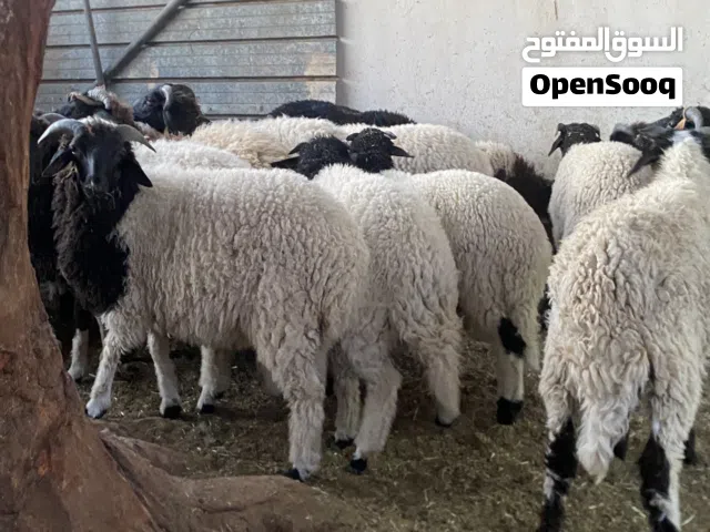 اضاحي عيد اسعار من1800 الى 2300 وساهل