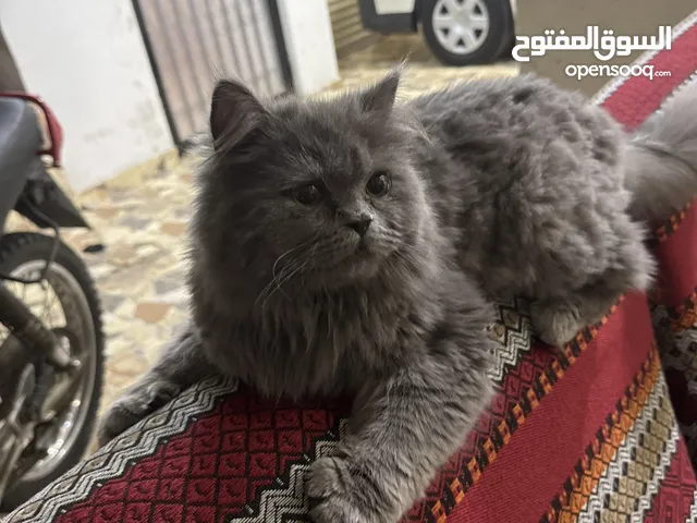 قطوه شيرازيه لونها رصاصي