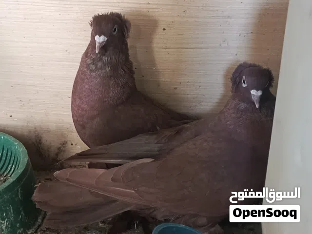 حمام راعب للبيع حمام نضيف وحلو وبياض وكلاشه حلو تجي وتشوف بعينك مكاني البصره