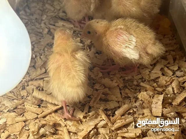 فروخ كويل تكساس امريكي