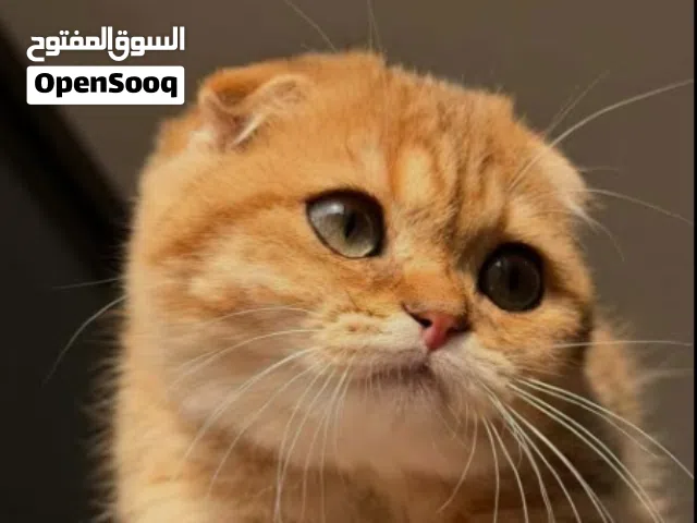 سكوتش فولد لون مميز اورنج