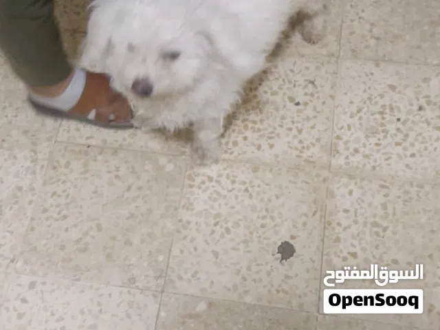 كلب فرنسي لعوب ماخد جميع المطاعيم