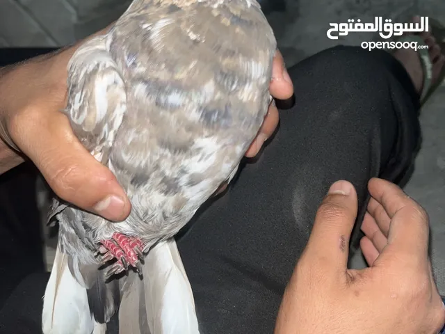 للبيع حمامه المدينه